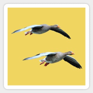 Pair of Greylag geese coming into land Magnet